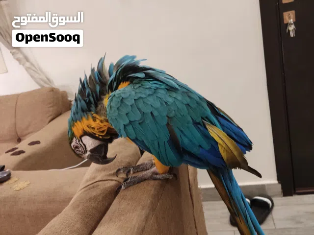 مكاو ازرق وصفر