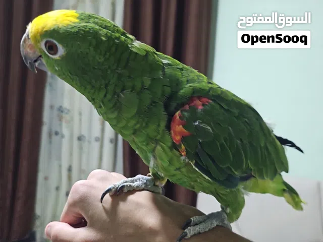 ببغاء أمازون يلو كراون Yellow Crown للبيع أو للبدل (اقرأ الوصف) اليف وما بعض شامل قفص كبير ومرتب ...