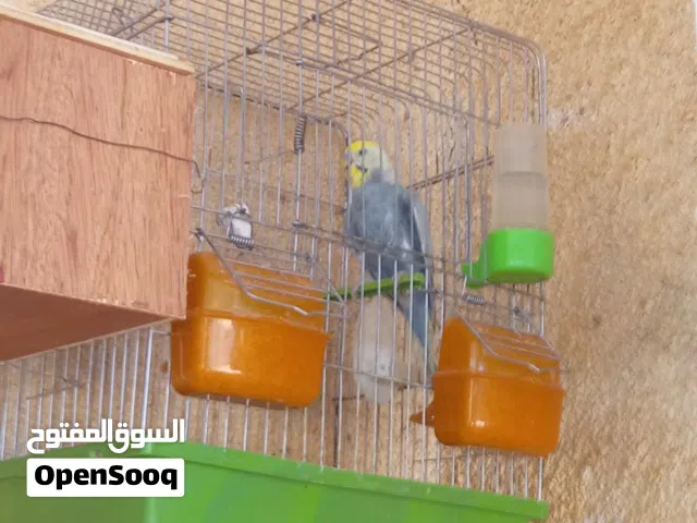 كوبيه رينبو تحتها تلاته فروخ  كوبيه رينبو امصوقره  تلاته دكوره رينبو