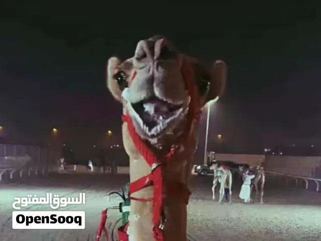 مطلوب بكار فنايش سلاله طيبه