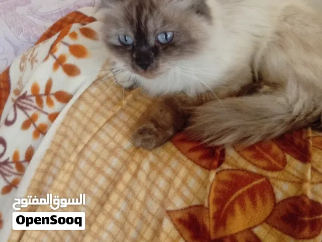 هملايا مكس مع شيرازي