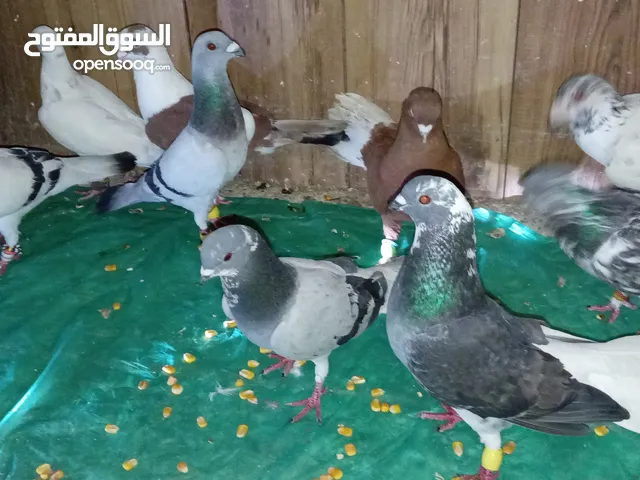 10 فحول مقاصيص بروك 35 دينار