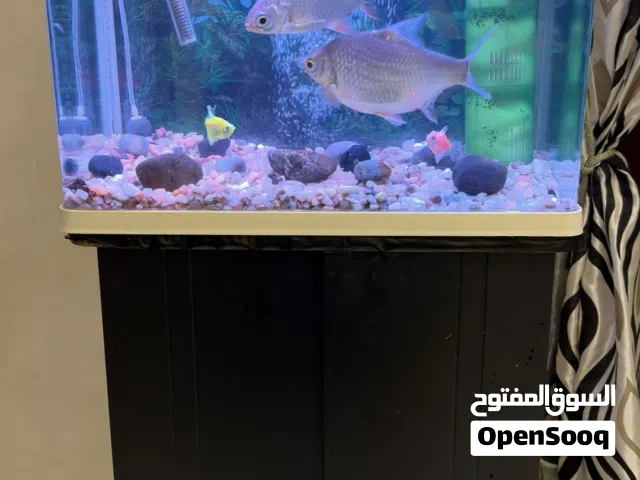 Big Fish Tank with Fishes and all Accessories