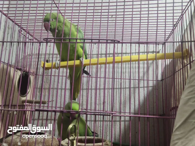 درة هندي للبيع