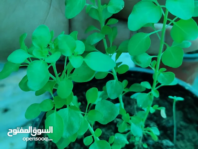 الزعتر العماني (السعتر)