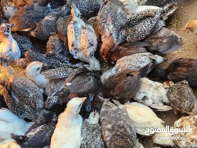 كتكوت عربي