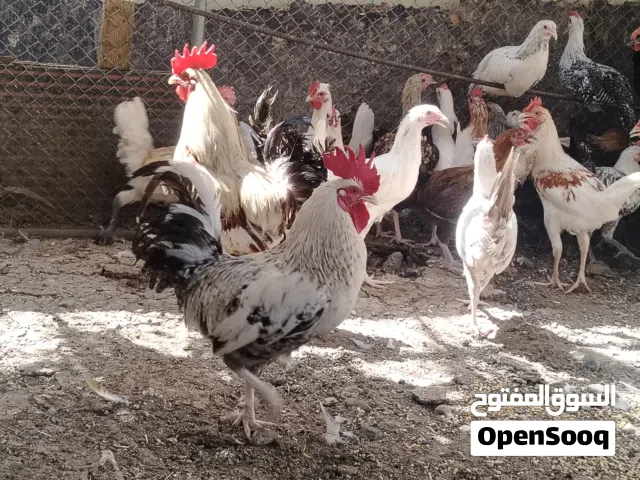 متوفر لدينا الدياك العمانيه فقط سعرها مناسب جدا الاتصال فقط