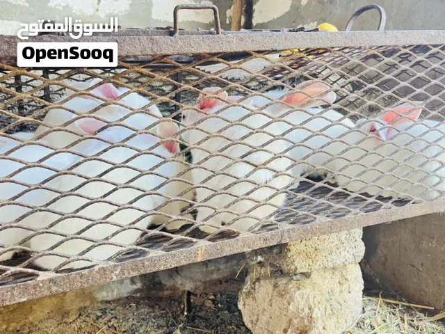 أرانب للبيع عشره طروف