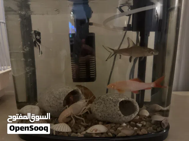 Fish aquarium with 6 fish