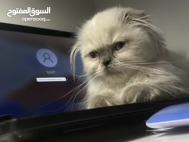 مكس سكوتش فولد x هملايا