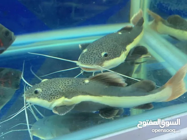 اسماك ريد تيل