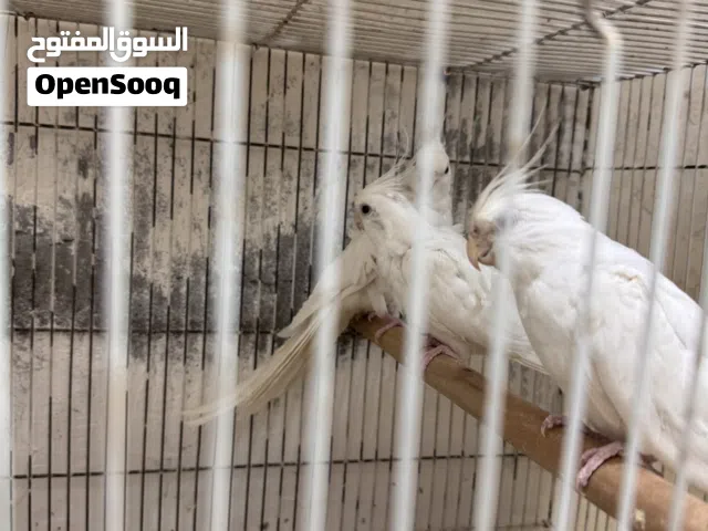 زوج كوكتيل البينو مع ابنهن