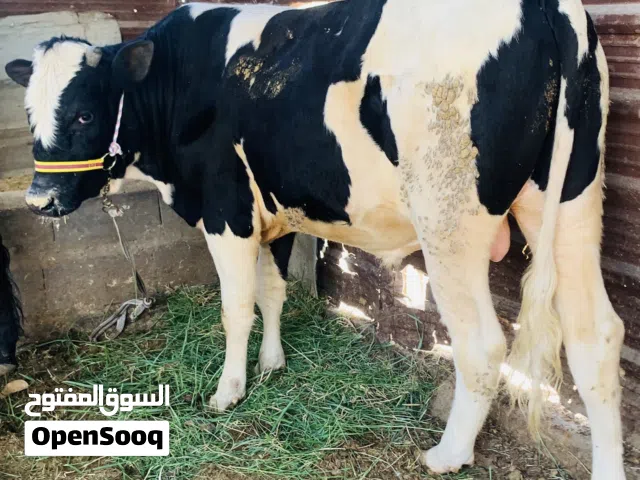 عجل سمين وخشن وحلو سعره 2,900 الف مكاني بصره شط ألعرب الكباسي