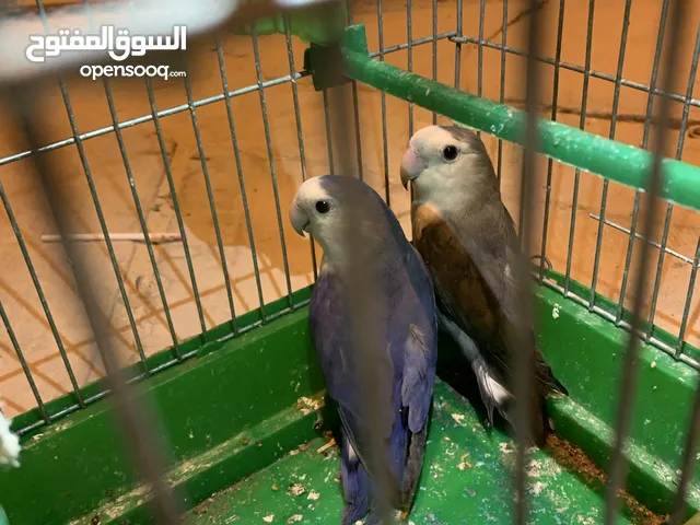 كوبيا بركاديلو للبيع