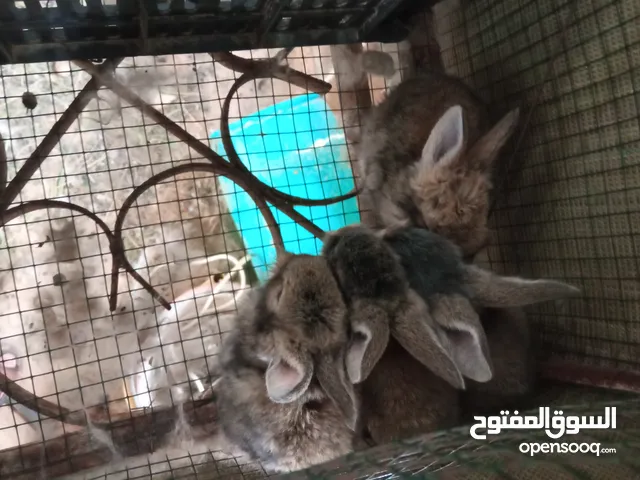 ارانب جراوي للبيع المانيات عالاسد ما شاء الله العمر شهر حاجه ربي يبارك موجودين آخر 3 طروف