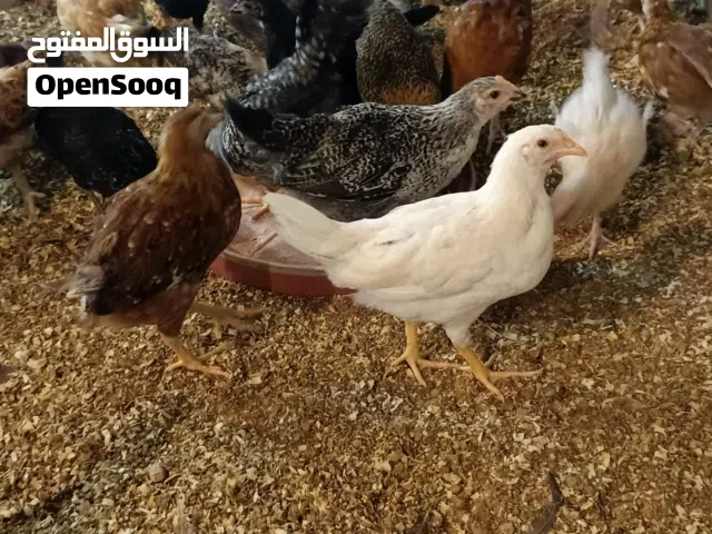 دجاج عربي للبيع