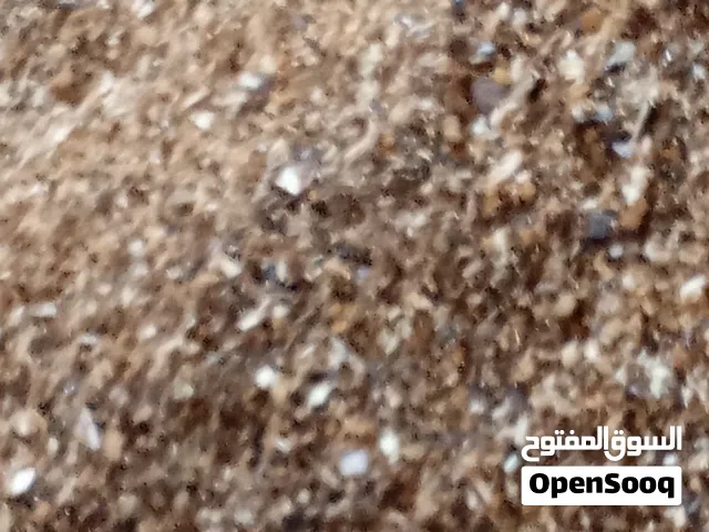 نشارة الخشب للدواجن للبيع
