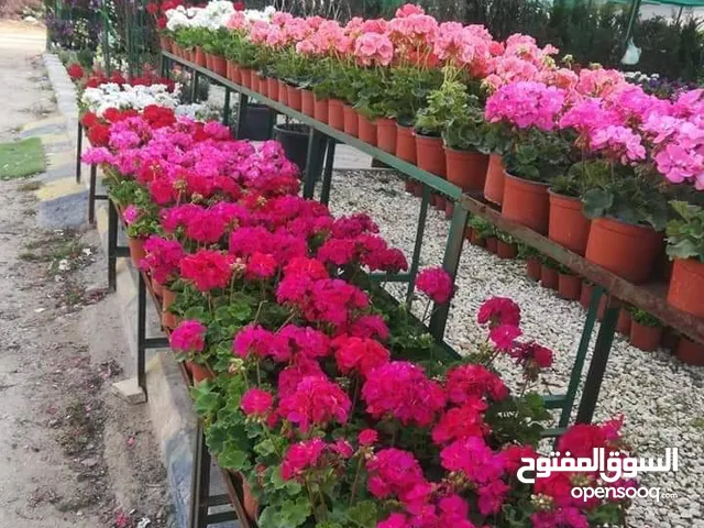 بعد إذن الإدارة متوفر لدينا شجر زنزلخت الشماسي إيطالي أنثى ارتفاع من 180 سم إلى 250 سم سعر الشجره 6