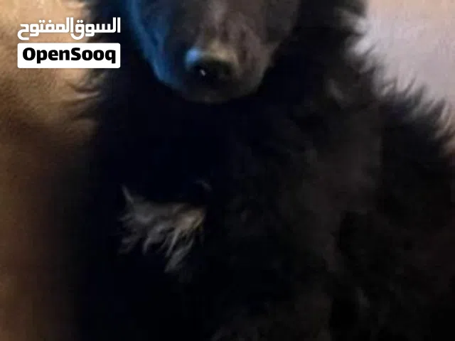 اناثي جيرمين شيبرد للبيع (كلاب )