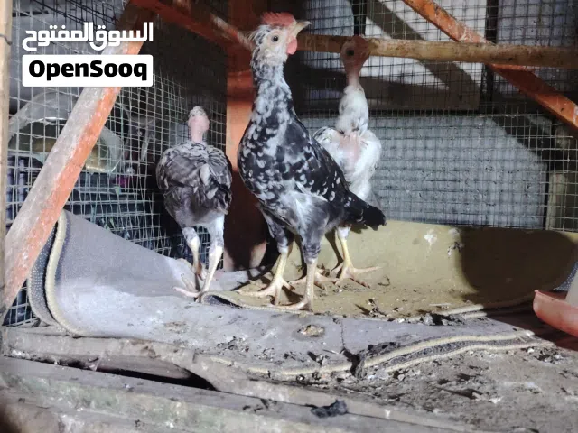 متاح هرافي