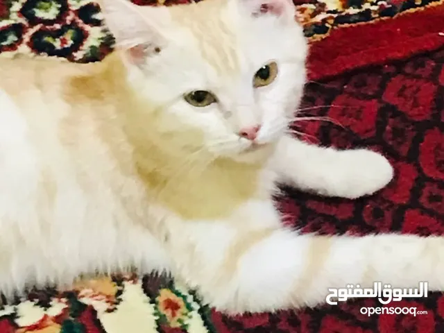 السلام عليكم قط مانكشن للتبني قطه اليفه مال بيت كلش كلش حلوه ................................