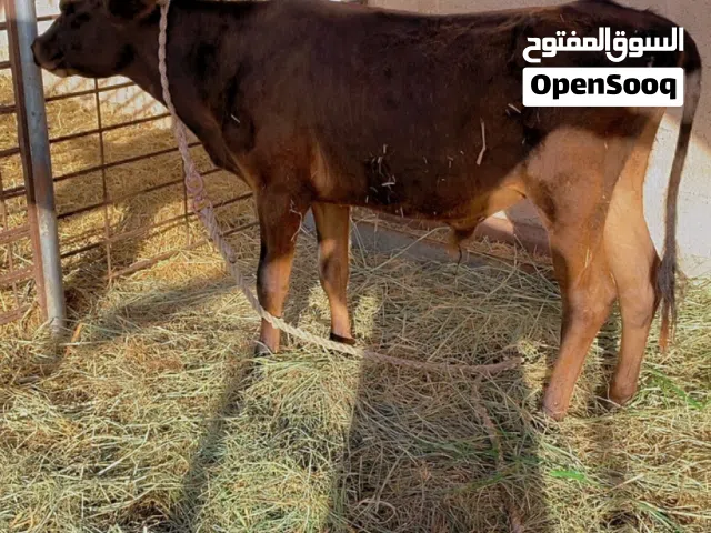 عجل للبيع تابع الوصف مهم