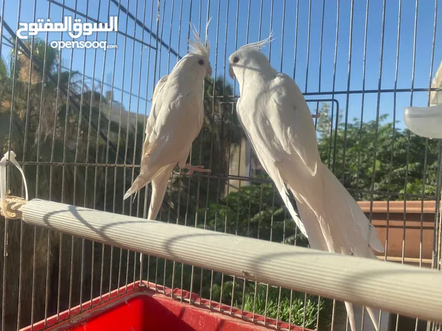جوز البينو الجوز منتج اذا بدك فراخو موجودات  سعر الجوز يختلف مع فراخو عمر 5اشهر
