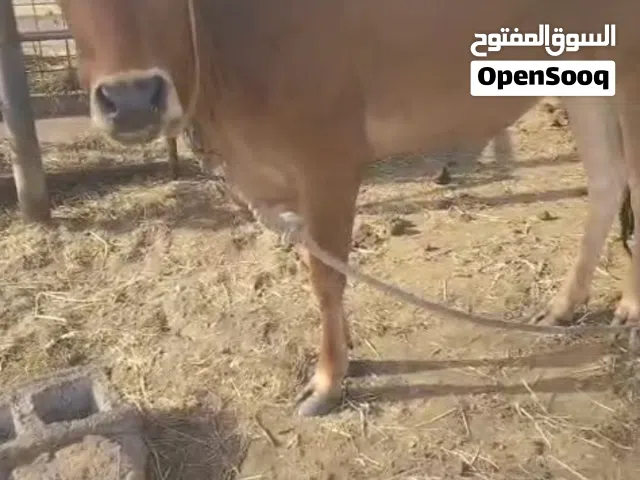البيع عجلة توصل على رقم