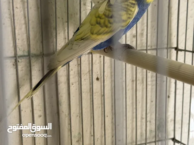 جوز هوقو رومو سبانجل تحتيه فرخ