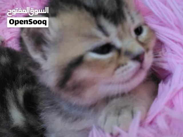 كتن سكوتش جولد فولد