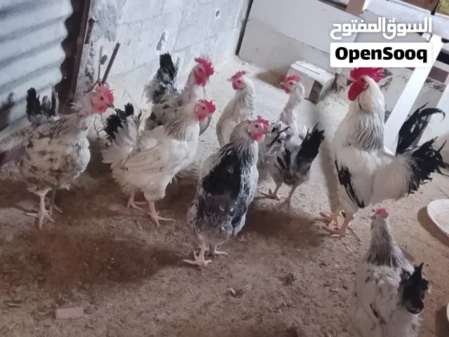 دجاج ساكسي امريكي