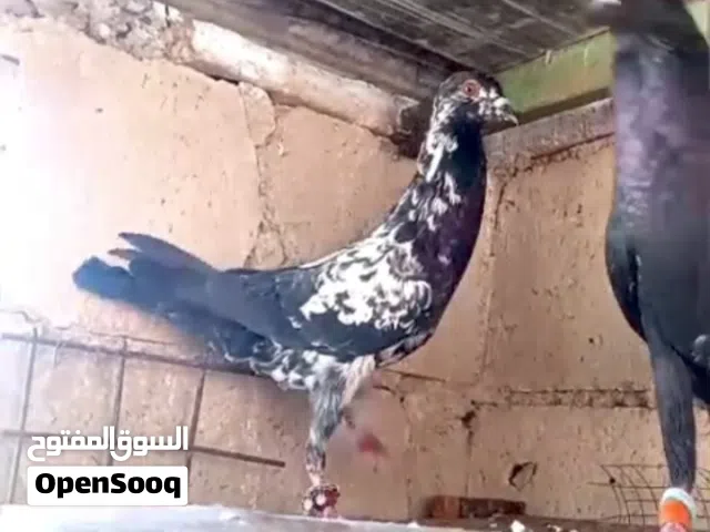 متاح جواز كلهم معهم فراخ