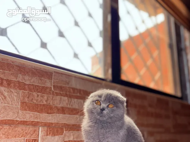 قطه سكوتش دبل فولد