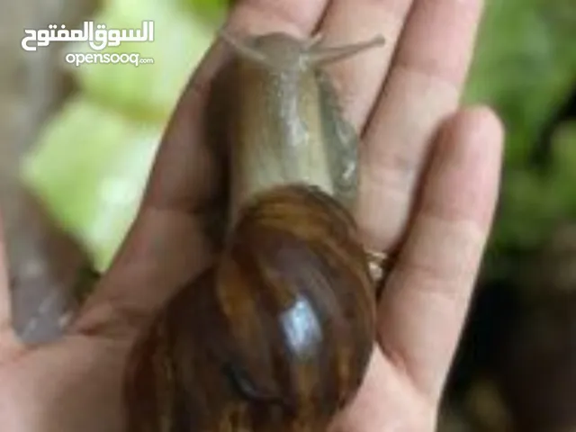 لدي حلزونات كبار عدد 16