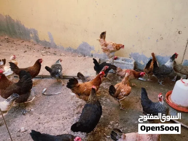 دجاج فرنسي عماني للبيع
