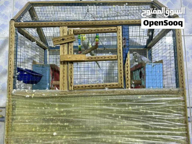 للبيع قفص مع طيور الحب نثيه وذكر