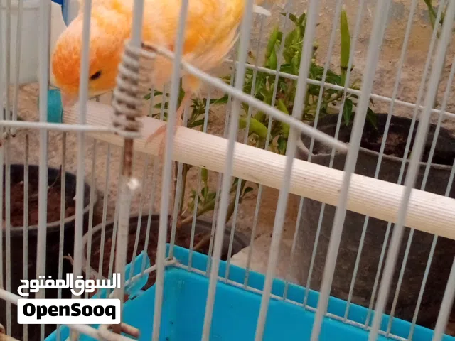 كنار فحل طالع من غيار