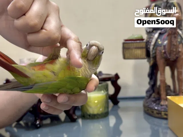 بيعة سريعة ماشاءالله طير كنيور باينبل