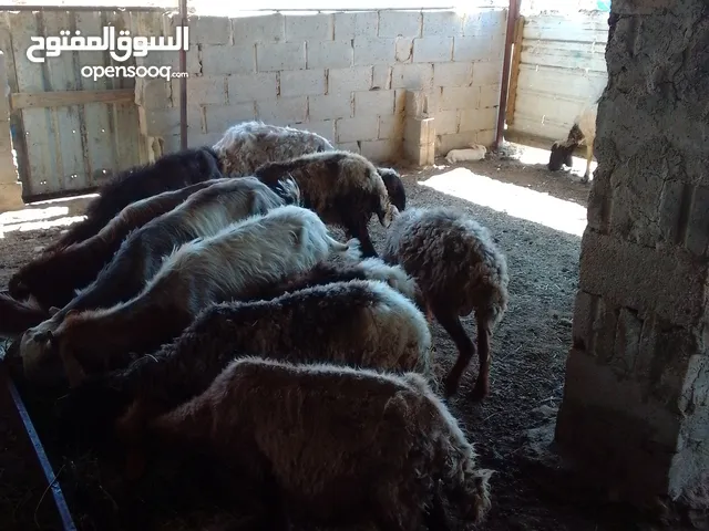 عبر خروف البيع مع مراعاة