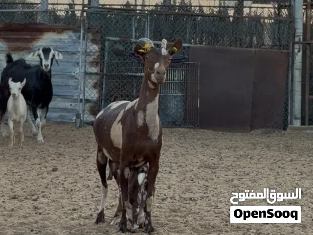 عنز صلالية جيشية بيور