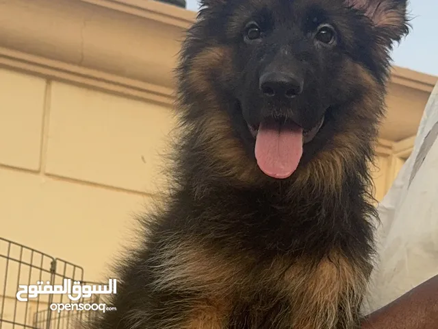 للبيع نثيه لونق هير العمر شهرين (long hair puppy )