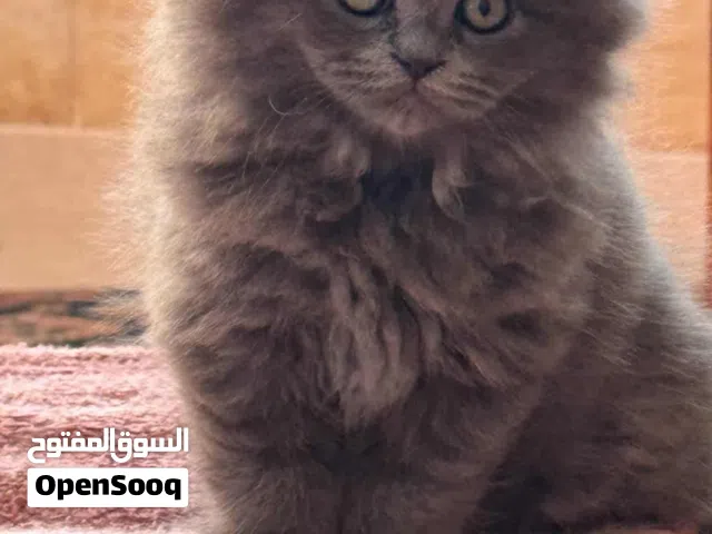 قطة سكوتش فولد  انثى  شهرين