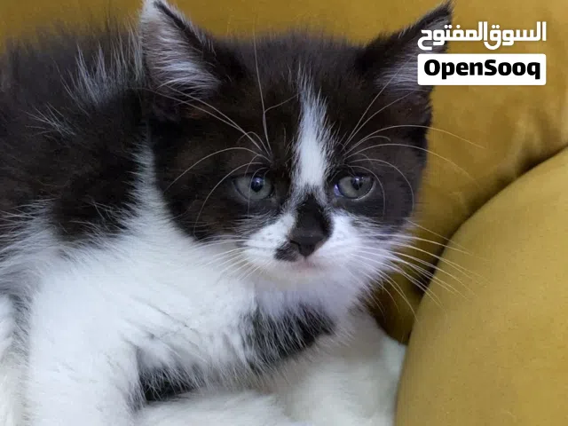 قطة أنثى للبيع