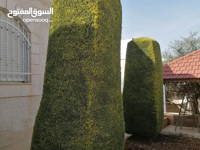 فني قص وتقليم اشجار الجولد ستار واشجار الزينه وأعمال البستنه