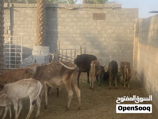 أبقار بأسعار مناسبه