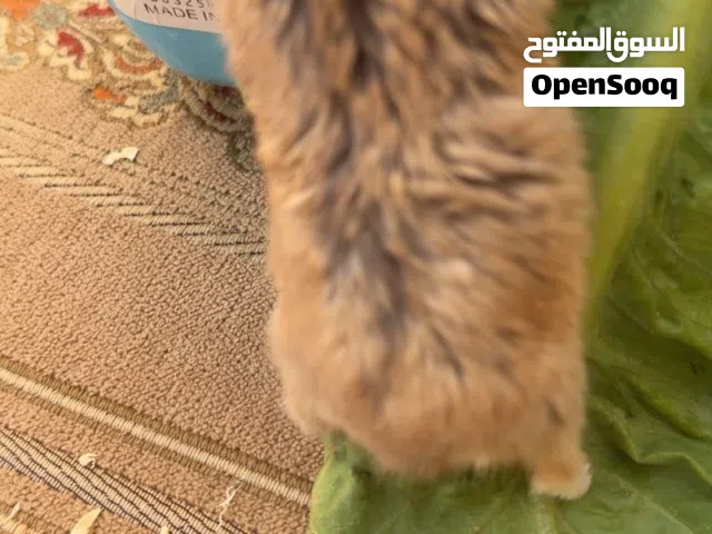 هامستر ل البيع