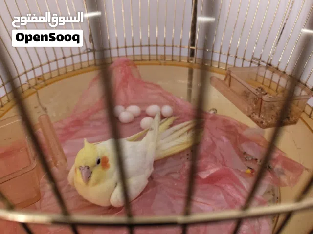 طائر كوكتيل انثى للبيع