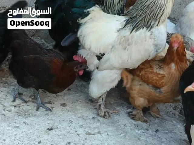 دجاج براهمي