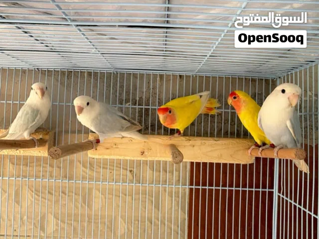 طيور روز للبيع شوف الوصف
