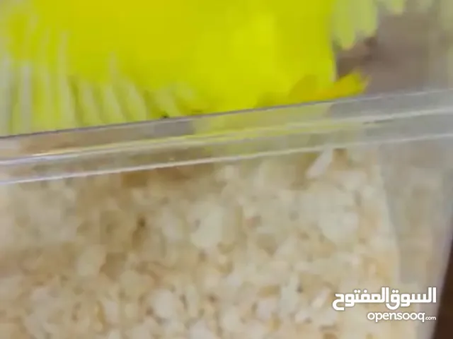 طير حب للبيع